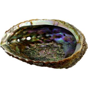 Smudges Abalone Shell 89615