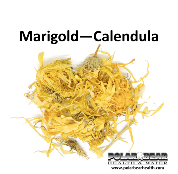 Marigold Calendula